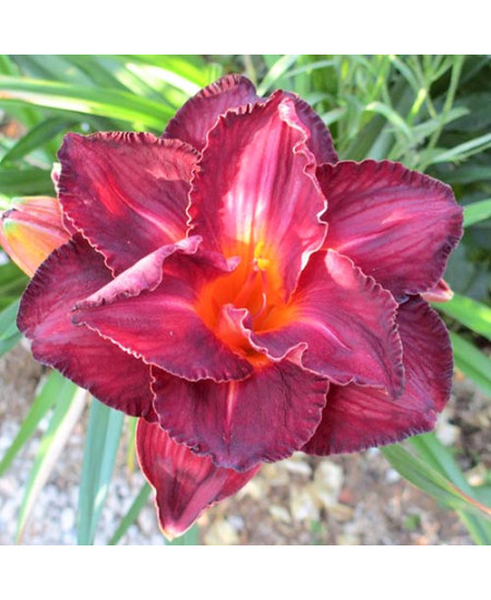 Лилейник Бургунди Лав Лилейник Бургунди Лав