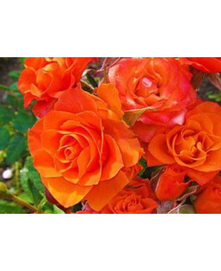 Роза спрей Колибри Роза спрей Колибри