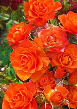 Роза спрей Колибри