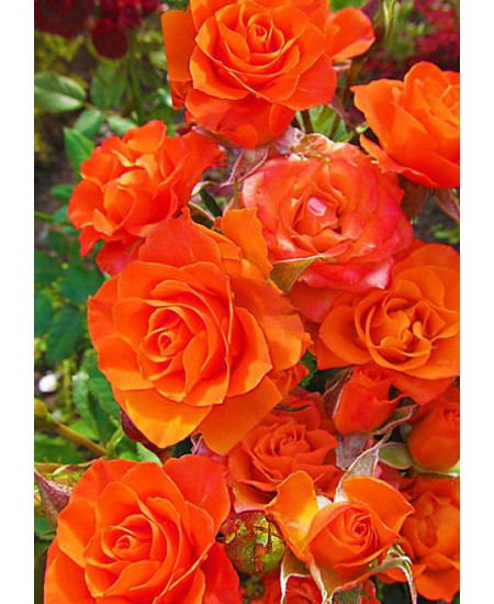 Роза спрей Колибри Роза спрей Колибри