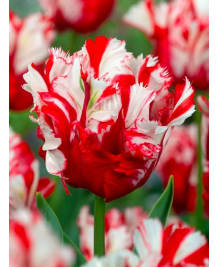 Тюльпан попугайный "Эстелла Рижнвельд" (Estella Rijnveld) 3шт в упаковке (размер 10/11) Тюльпан попугайный "Эстелла Рижнвельд" (Estella Rijnveld) 3шт в упаковке (размер 10/11)