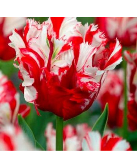 Тюльпан попугайный "Эстелла Рижнвельд" (Estella Rijnveld) 3шт в упаковке (размер 10/11) Тюльпан попугайный "Эстелла Рижнвельд" (Estella Rijnveld) 3шт в упаковке (размер 10/11)