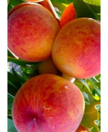 Персик Дикрас Персик Дикрас
