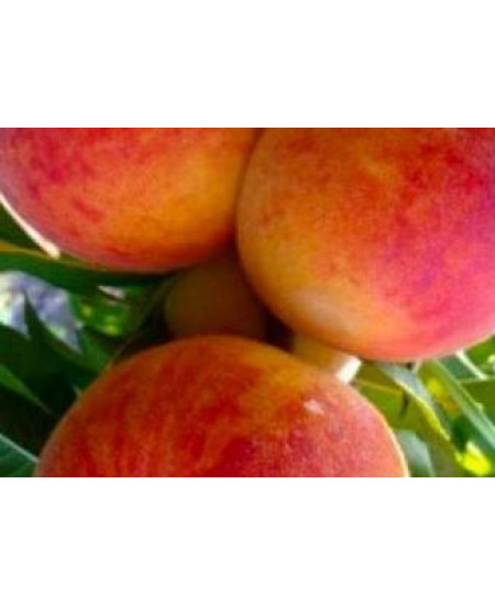 Персик Дикрас Персик Дикрас