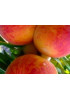 Персик Дикрас Персик Дикрас
