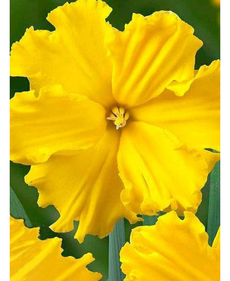 Нарцисс "Gold Disc" 3шт в упаковке Нарцисс "Gold Disc" 3шт в упаковке