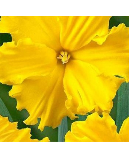 Нарцисс "Gold Disc" 3шт в упаковке Нарцисс "Gold Disc" 3шт в упаковке