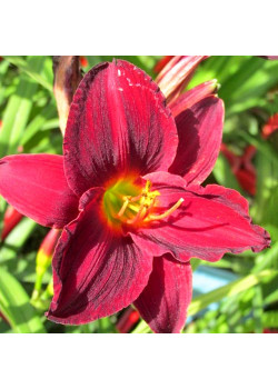 Лилейник Джипси Тертл