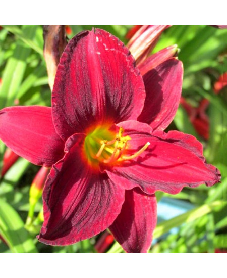 Лилейник Джипси Тертл Лилейник Джипси Тертл