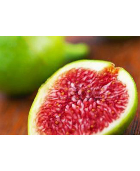 Инжир Далматский Инжир Далматский