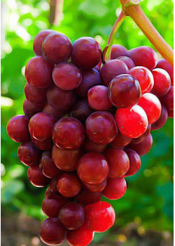 Виноград Красное пламя