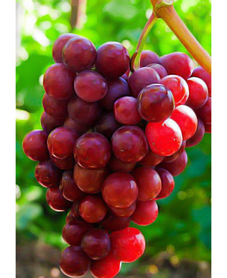 Виноград Красное пламя Виноград Красное пламя