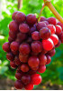 Виноград Красное пламя Виноград Красное пламя