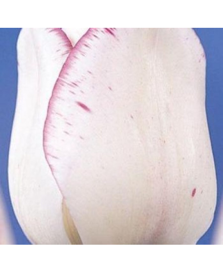 Тюльпан "Shirley" 3шт в упаковке Тюльпан "Shirley" 3шт в упаковке