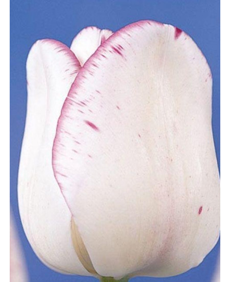 Тюльпан "Shirley" 3шт в упаковке Тюльпан "Shirley" 3шт в упаковке