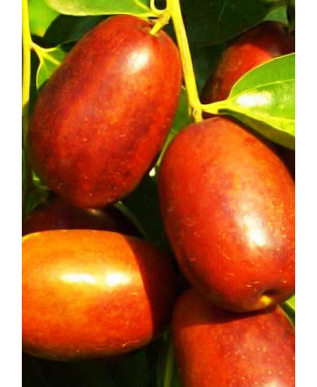 Зизифус Синит Зизифус Синит