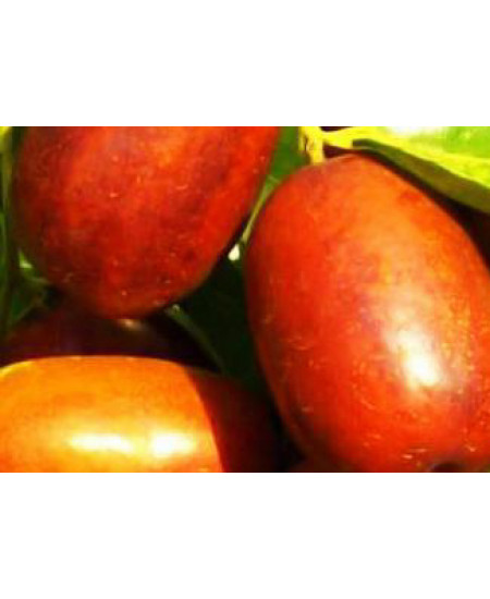 Зизифус Синит Зизифус Синит