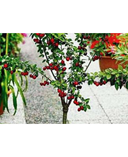 Вишня колоновидная Восторг Вишня колоновидная Восторг