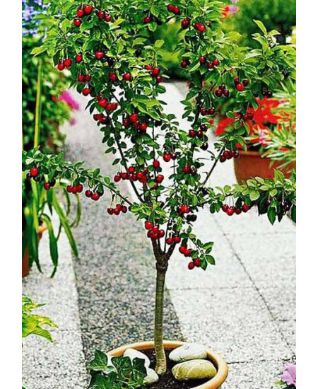 Вишня колоновидная Восторг Вишня колоновидная Восторг