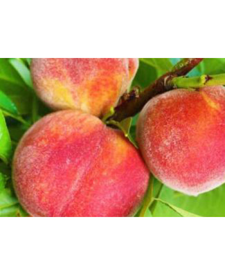 Персик Джаминат Персик Джаминат