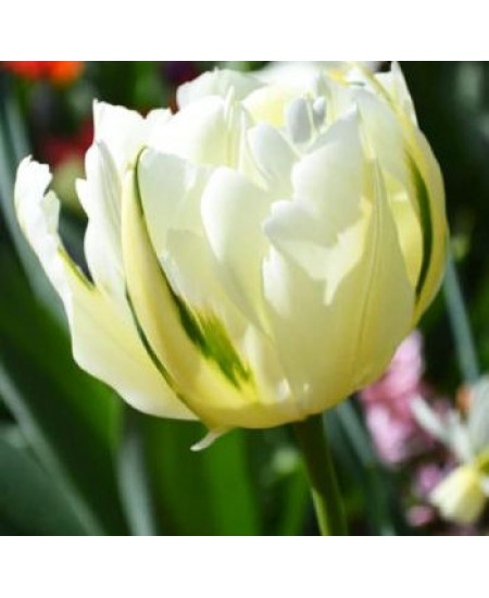 Тюльпан махровый ранний "Экзотик Эмперор" (Exotic Emperor) 3шт в упаковке (размер 11\12) Тюльпан махровый ранний "Экзотик Эмперор" (Exotic Emperor) 3шт в упаковке (размер 11\12)