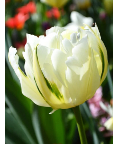 Тюльпан махровый ранний "Экзотик Эмперор" (Exotic Emperor) 3шт в упаковке (размер 11\12) Тюльпан махровый ранний "Экзотик Эмперор" (Exotic Emperor) 3шт в упаковке (размер 11\12)