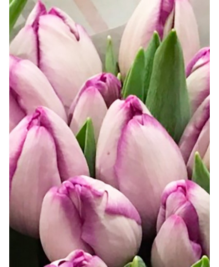 Тюльпан триумф "Шин" (Shiun) 3шт в упаковке (размер 11\12) Тюльпан триумф "Шин" (Shiun) 3шт в упаковке (размер 11\12)