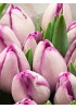 Тюльпан триумф "Шин" (Shiun) 3шт в упаковке (размер 11\12) Тюльпан триумф "Шин" (Shiun) 3шт в упаковке (размер 11\12)