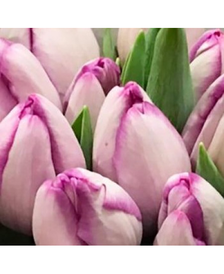 Тюльпан триумф "Шин" (Shiun) 3шт в упаковке (размер 11\12) Тюльпан триумф "Шин" (Shiun) 3шт в упаковке (размер 11\12)