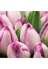 Тюльпан триумф "Шин" (Shiun) 3шт в упаковке (размер 11\12) Тюльпан триумф "Шин" (Shiun) 3шт в упаковке (размер 11\12)