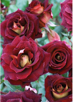 Роза флорибунда Эдди Мидчелл