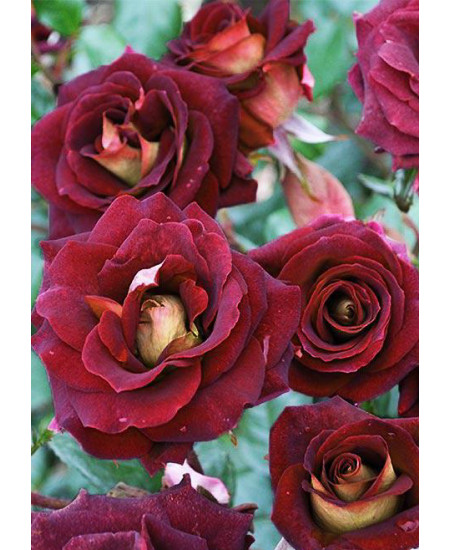 Роза флорибунда Эдди Мидчелл Роза флорибунда Эдди Мидчелл