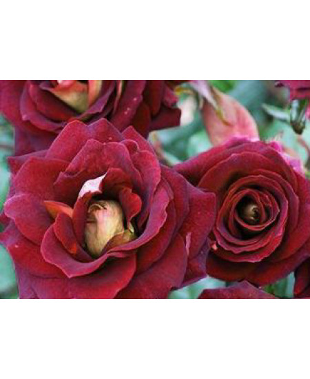 Роза флорибунда Эдди Мидчелл Роза флорибунда Эдди Мидчелл