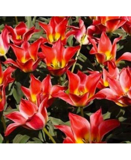 Тюльпан "Pinocchio" 3шт в упаковке Тюльпан "Pinocchio" 3шт в упаковке