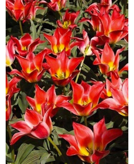 Тюльпан "Pinocchio" 3шт в упаковке Тюльпан "Pinocchio" 3шт в упаковке