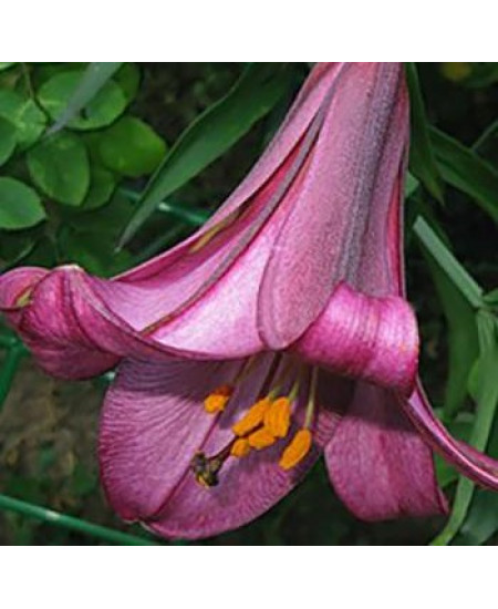 Лилия трубчатая "Пинк Перфекшн" (Pink Perfection) 3шт в упаковке (размер 18\20) Лилия трубчатая "Пинк Перфекшн" (Pink Perfection) 3шт в упаковке (размер 18\20)