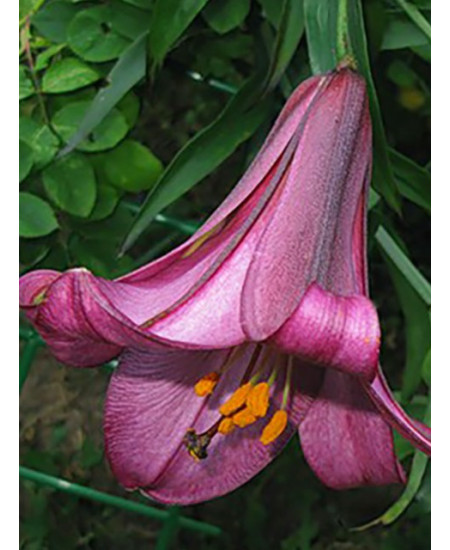 Лилия трубчатая "Пинк Перфекшн" (Pink Perfection) 3шт в упаковке (размер 18\20) Лилия трубчатая "Пинк Перфекшн" (Pink Perfection) 3шт в упаковке (размер 18\20)