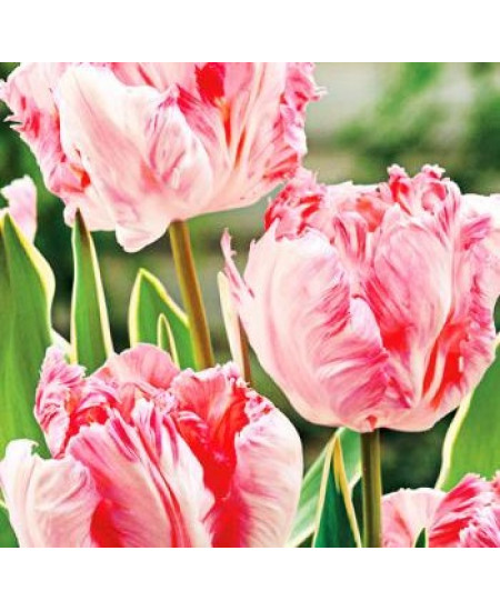 Тюльпан попугайный "Сильвер Пэррот" (Silver Parrot) 3шт в упаковке (размер 12\+) Тюльпан попугайный "Сильвер Пэррот" (Silver Parrot) 3шт в упаковке (размер 12\+)