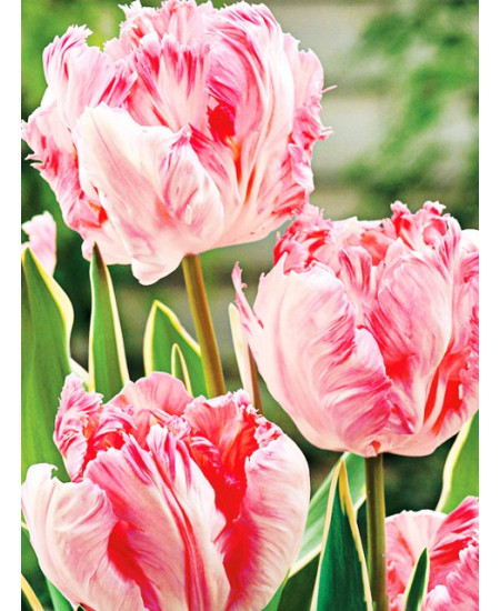 Тюльпан попугайный "Сильвер Пэррот" (Silver Parrot) 3шт в упаковке (размер 12\+) Тюльпан попугайный "Сильвер Пэррот" (Silver Parrot) 3шт в упаковке (размер 12\+)