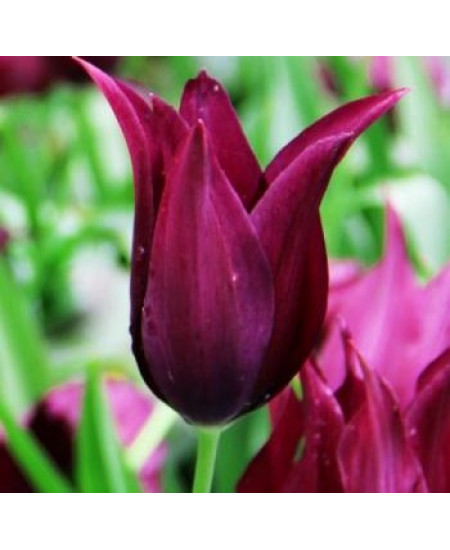 Тюльпан лилиецветный "Бургунди" (Burgundy) 3шт в упаковке (размер 12\+) Тюльпан лилиецветный "Бургунди" (Burgundy) 3шт в упаковке (размер 12\+)