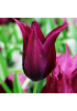 Тюльпан лилиецветный "Бургунди" (Burgundy) 3шт в упаковке (размер 12\+) Тюльпан лилиецветный "Бургунди" (Burgundy) 3шт в упаковке (размер 12\+)