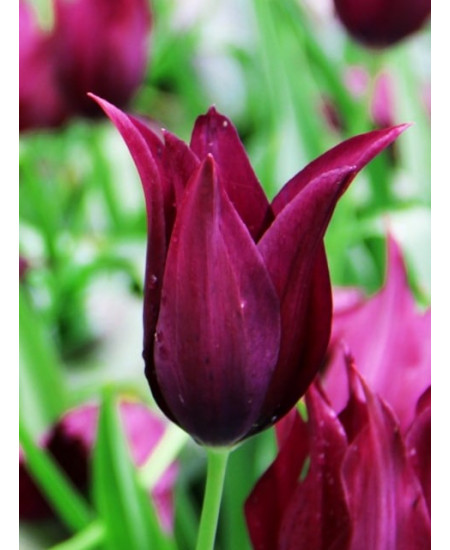 Тюльпан лилиецветный "Бургунди" (Burgundy) 3шт в упаковке (размер 12\+) Тюльпан лилиецветный "Бургунди" (Burgundy) 3шт в упаковке (размер 12\+)