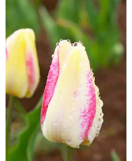 Тюльпан простой поздний "Сорбет" (Sorbet) 3шт в упаковке (размер 12\+) Тюльпан простой поздний "Сорбет" (Sorbet) 3шт в упаковке (размер 12\+)