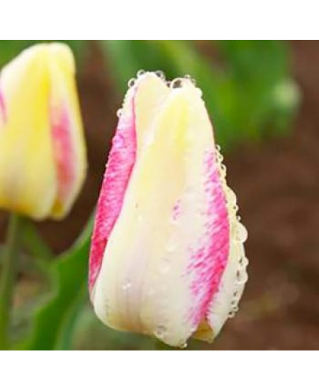 Тюльпан простой поздний "Сорбет" (Sorbet) 3шт в упаковке (размер 12\+) Тюльпан простой поздний "Сорбет" (Sorbet) 3шт в упаковке (размер 12\+)