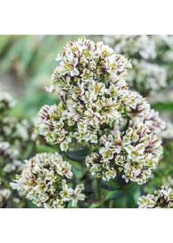 Флокс метельчатый Пур Филингс