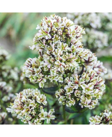 Флокс метельчатый Пур Филингс Флокс метельчатый Пур Филингс