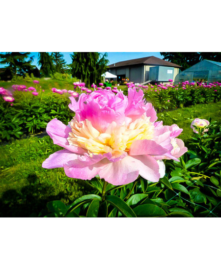 Пион Расбери Сандей Пион Расбери Сандей