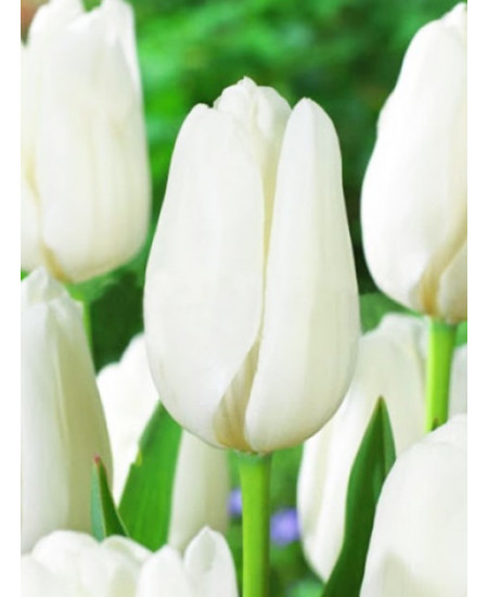 Тюльпан дарвинов гибрид "Хакун" (Hakuun) 3шт в упаковке (размер 11\12) Тюльпан дарвинов гибрид "Хакун" (Hakuun) 3шт в упаковке (размер 11\12)