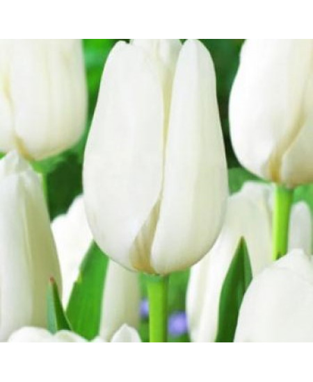 Тюльпан дарвинов гибрид "Хакун" (Hakuun) 3шт в упаковке (размер 11\12) Тюльпан дарвинов гибрид "Хакун" (Hakuun) 3шт в упаковке (размер 11\12)