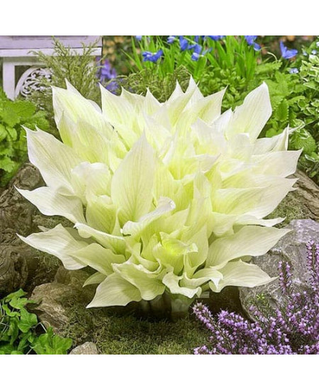 Хоста Вайт Фезер Хоста Вайт Фезер